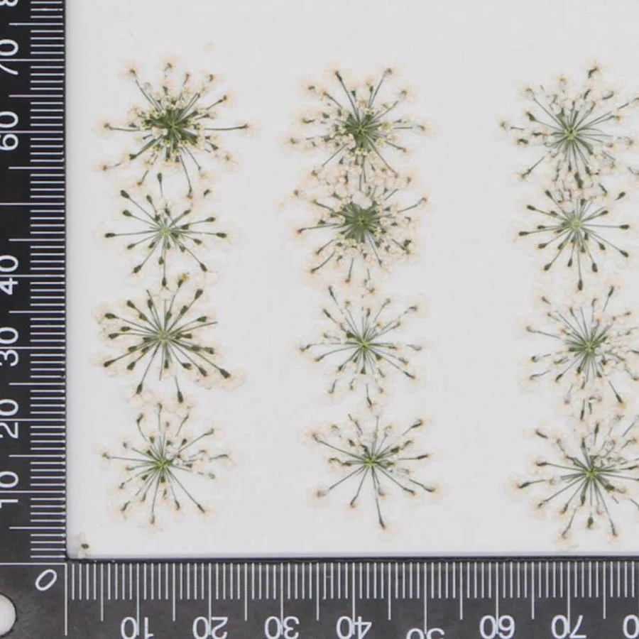 Dried Flower Bookmark - 60pcs Pressed Dried White Queen Anne's